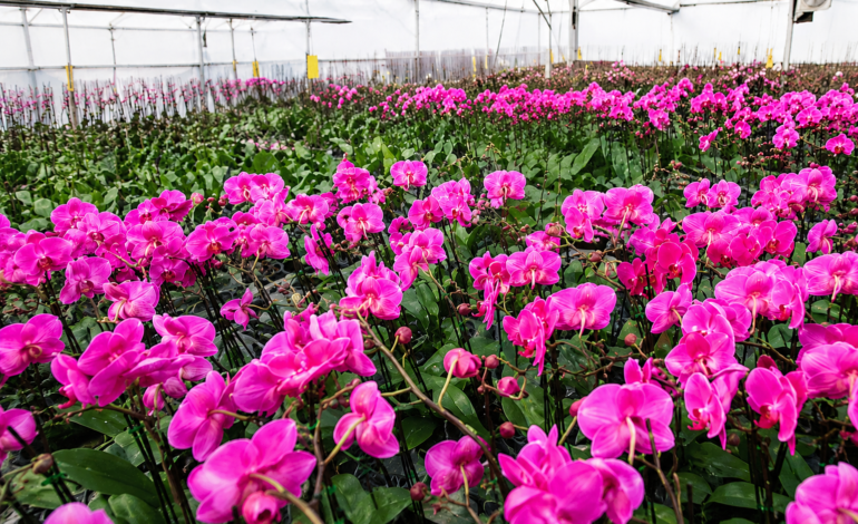 Sri Lankan Delegation Explores Floriculture Cooperation Opportunities During Visit to Kunming’s Guandu Flower Industry Association