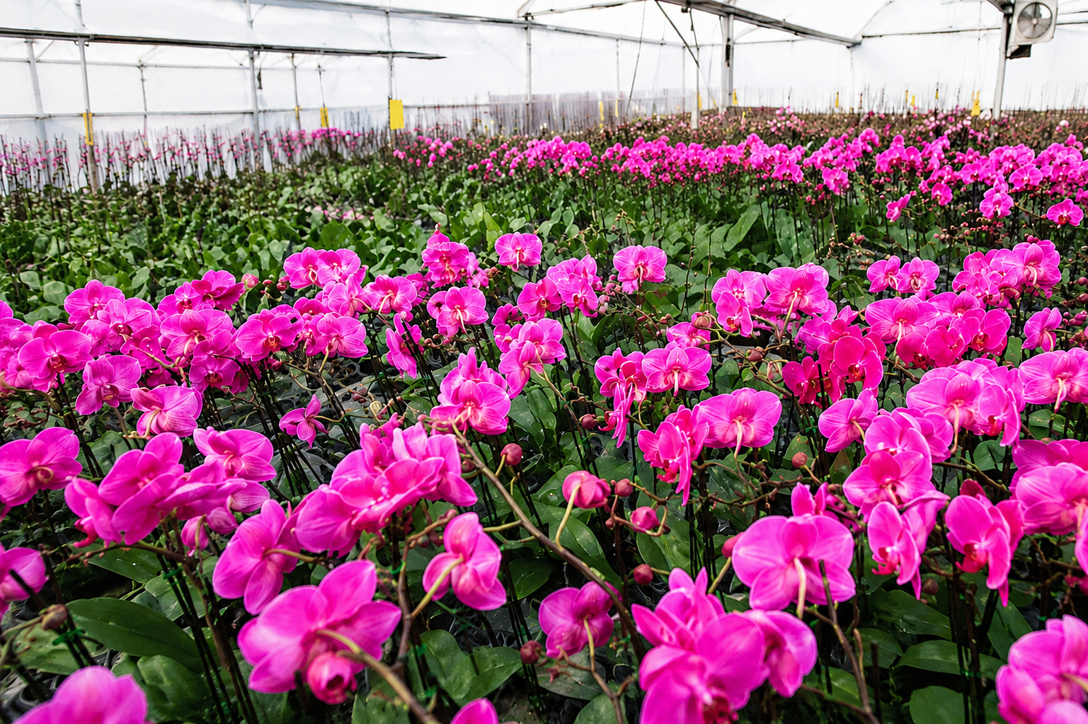 Sri Lankan Delegation Explores Floriculture Cooperation Opportunities During Visit to Kunming’s Guandu Flower Industry Association